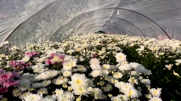 Chrysanthemum Commercial Variety Flowers Farming — Stock Video