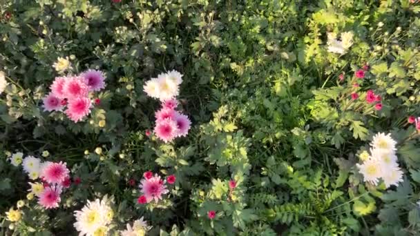 Chrysanthemums Buds Flowers Blooming Field — Stock Video