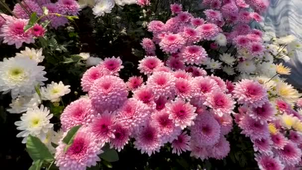 Beautiful Chrysanthemums Gul Dawoodi Flowers Bloom — Stock Video