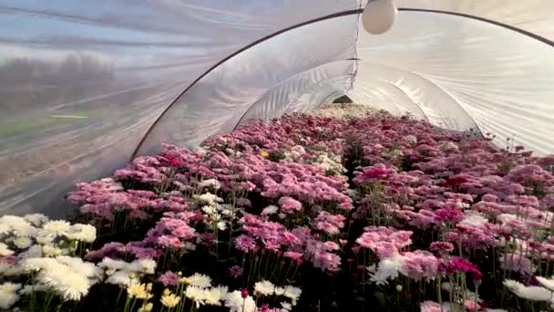 Commercial Varieties Cut Flowers Farming Plastic Tunnel Pakistan — Stock Video