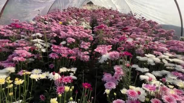 Chrysanthemum Flowers Tunnel Farming Pakistan — Stock Video