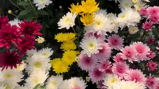 Blandad Färg Krysantemum Blommor Närbild — Stockvideo