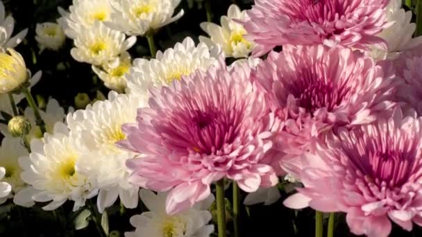 Chrysanthemums Commercial Farming Pakistan — Stock Video