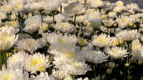 White Chrysanthemum Flowers Blooming Field — Stock Video