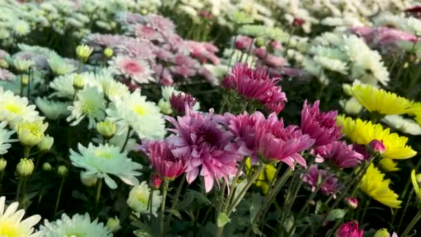 Verschillende Kleuren Chrysant Bloemen Groeien Het Veld Voor Commerciële Markt — Stockvideo