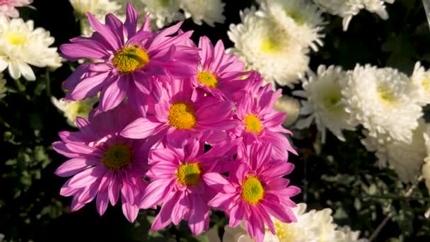 Pink Chrysanthemum Flowers Closeup View — Stock Video