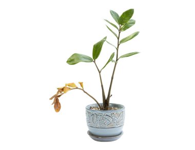 Beyaz arka planda sarı ve kuru yapraklı bukalemun Zamioculcas zamiifolia bitkisi