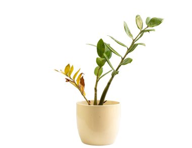 Beyaz arka planda kuru yapraklı Zamioculcas zamifolia bitkisi