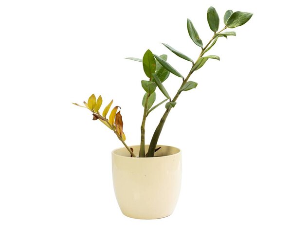 ZZ plant with yellowing leaves and wrinkled stem isolated on white background