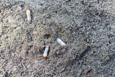 Beyaz toprak solucanı kızıl saçlı pislik içinde sürünüyor.