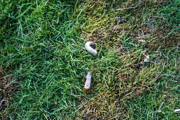 stock image Earth worm crawling in the lawn