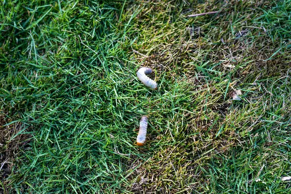蚯蚓在草坪上爬行 免版税图库照片