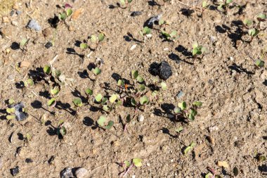Yuvarlak turp tohumları filizlendi. en üstteki görünüm.