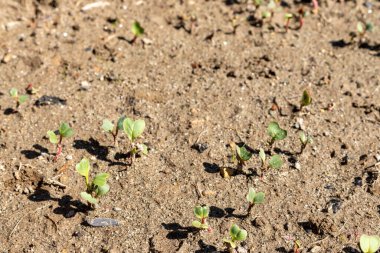 Yuvarlak turp tohumları yakın plan filizlenmiş.