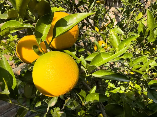 Άουρα Φρούτα Πορτοκαλιού Κρέμονται Ένα Δέντρο Εικόνα Αρχείου