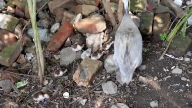 Mercan mavisi guinafowl ve sevimli yavruları arka bahçede yiyecek arıyorlar.