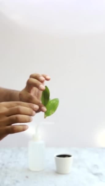 Пропаганда Замиокулькуса Замифолия Растение Стебля Резки Горшке — стоковое видео