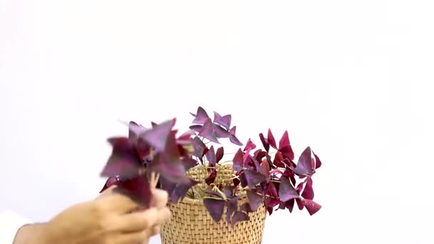 采摘紫色洗发水植物茎叶 — 图库视频影像