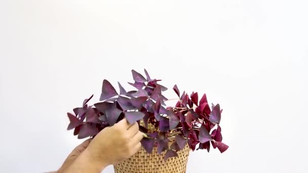 采摘紫色香石公园植物叶子 — 图库视频影像