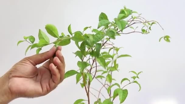 Lawsonia Inermis Hina Planta Sobre Fondo Blanco — Vídeos de Stock