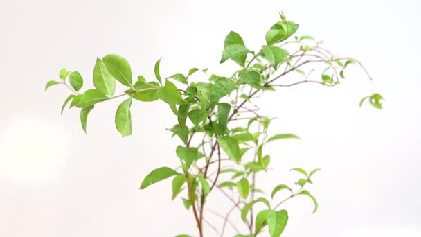 Lawsonia Inermis Mehandi Plant White Isolated Background — Stock Video