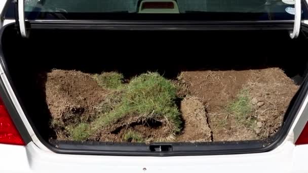 Grass Pieces Loaded Car Trunk — Stock Video