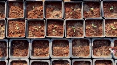 Plastik kaplarda yetişen küçük fideler.