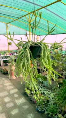Rhipsalis micrantha asılmış kaktüs bitkisi asılmış bir saksıda, kapalı bir serada büyüyor.