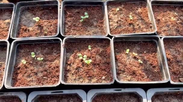 鍋で発芽する種子 植物の成長する概念 — ストック動画