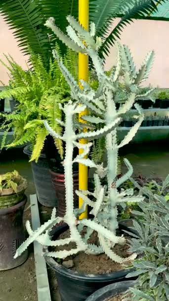 Euphorbia Lactea Fantasma Bianco Dragon Bone Cactus Vista Vicino — Video Stock