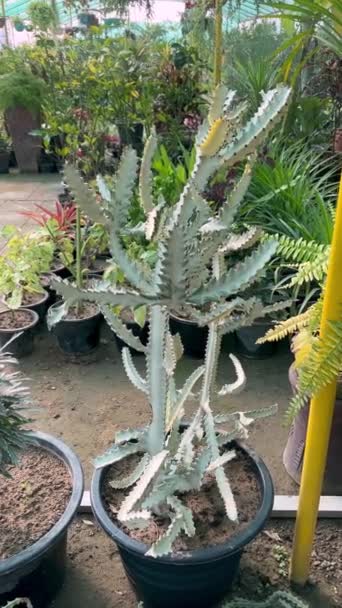Euphorbia Lactea Fantasma Blanco Pequeño Árbol Cactus Llamativo Con Ramas — Vídeos de Stock