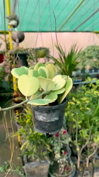 Hoya Kerrii Variegata Διακοσμητικά Φύλλα Σχήμα Καρδιάς Φυτών Μια Κρεμάμενη — Αρχείο Βίντεο