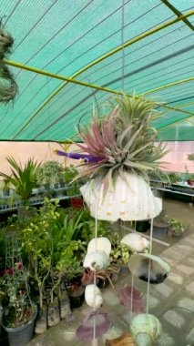 Tillandsia Ionantha gökyüzü bitkisi bir serada.