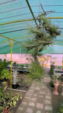 Tillandsia funckiana hava üssü kapanıyor.