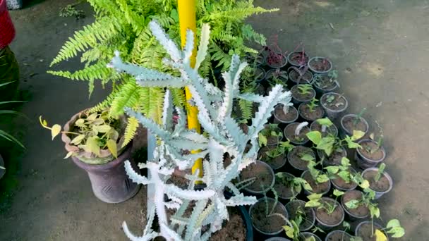 White Ghost Euphorbia Lactea Tree Closeup — Stock Video