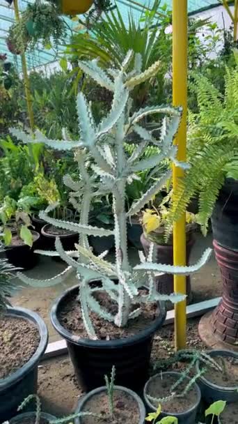 Euphorbia Lactea Árbol Cactus Fantasma Blanco — Vídeos de Stock