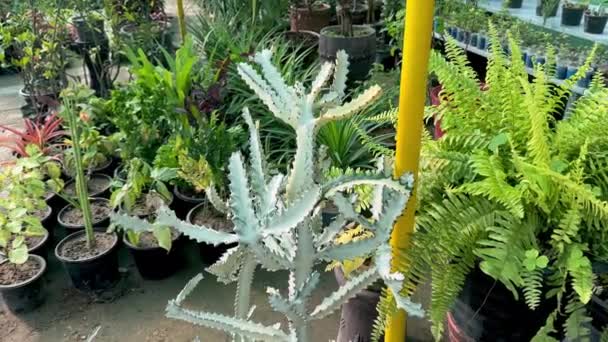 Euphorbia Lactea Pohon Hantu Putih Sebuah Pembibitan Tanaman — Stok Video