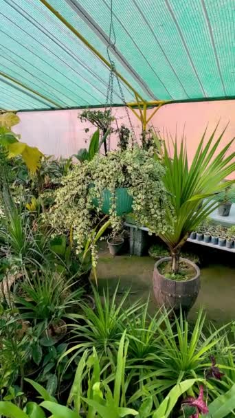 Portuacaria Afra Bonte Jade Plant Een Hangende Pot — Stockvideo