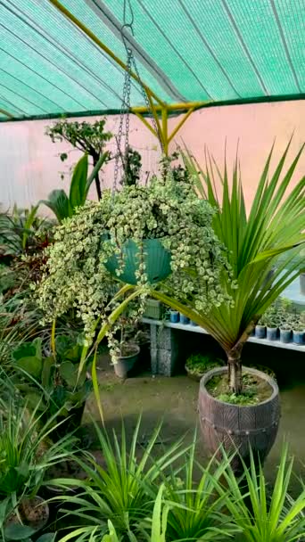 Portuguacaria Afra Variegated Jade Φυτό Κρεμαστό Δοχείο — Αρχείο Βίντεο
