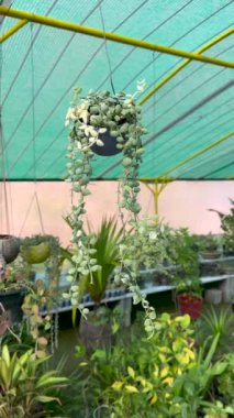 Dischidia nummularia variegata büyük yeşil sarmaşık bitkisi.