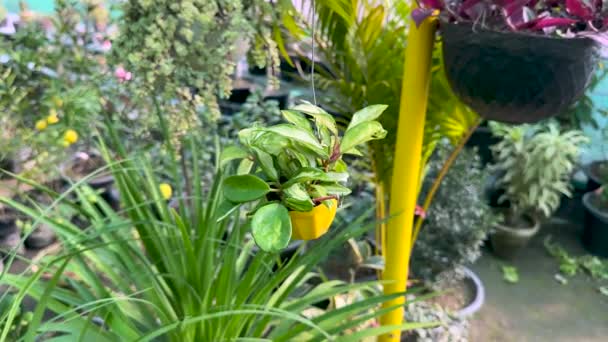 Hoya Carnosa Plante Panachée Dans Panier Suspendu Serre — Video