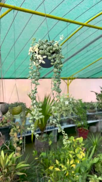 挂在吊篮里的五倍子大而美丽的绿色爬虫植物 — 图库视频影像