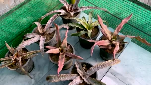 Cryptanthus Fosterianus Jorden Stjärna Olika Växter Krukor — Stockvideo
