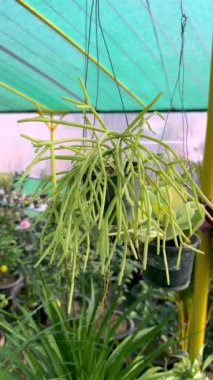 Rhipsalis baccifera ökseotu kaktüsü asılmış bir tencerede