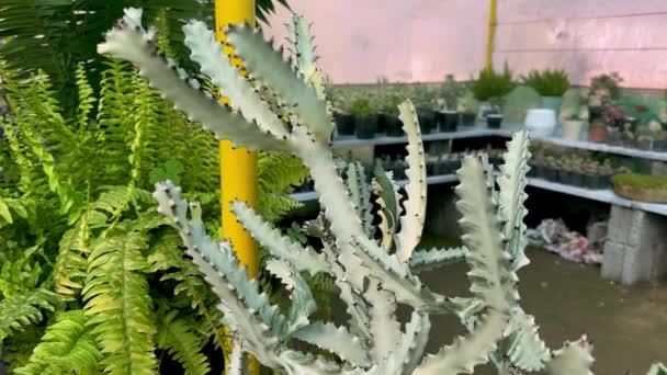 Vit Spöke Euphorbia Lakte Kaktus Närbild — Stockvideo