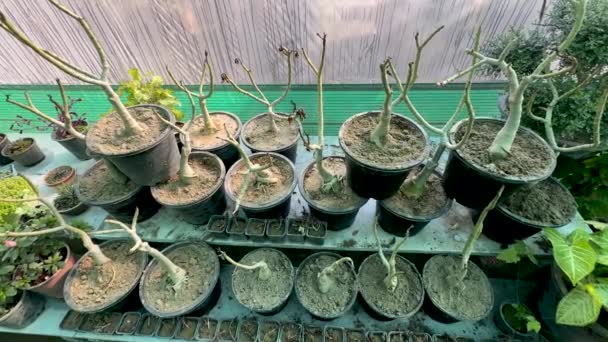 Adenium Desert Rose Plants Nursery — Stock video
