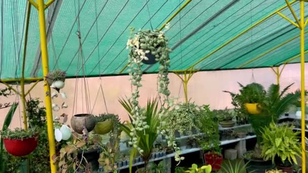 Dischidia Nummularia Plante Rampante Dans Panier Suspendu — Video