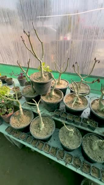 Adenium Succulent Plants Dormancy — Stock Video