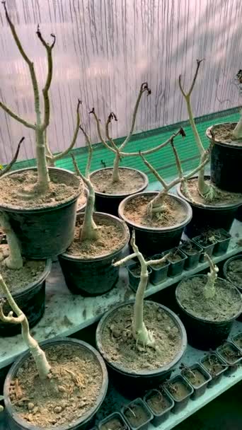 Adenium Plants Greenhouse Winter — Stock Video