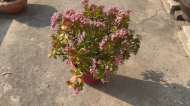 Crassula Ovata sulu bitkisi kışın çiçek açtı.